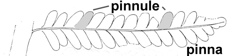 Pinna en pinnule